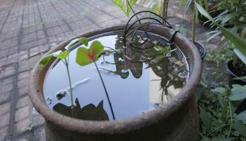 O Paraná está em guerra contra a dengue, afirma governador 