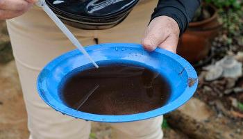 Epidemia de dengue segue avançando nas cidades da região de Maringá Epidemia de dengue segue avançando nas cidades da região de Maringá