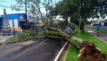 Após forte chuva, foi registrada a queda de 40 árvores em Maringá 