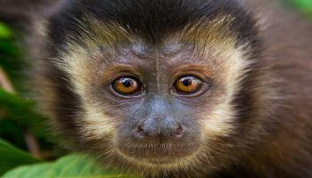 Chega a 40 o número de macacos mortos por febre amarela no Paraná Chega a 40 o número de macacos mortos por febre amarela no Paraná