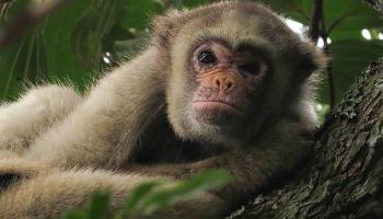 Mais de 80 macacos morreram por febre amarela no Paraná Mais de 80 macacos morreram por febre amarela no Paraná