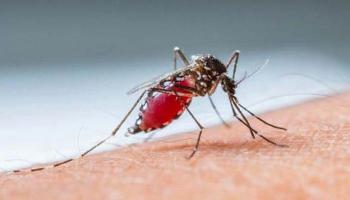 Paraná declara estado de epidemia de dengue 
