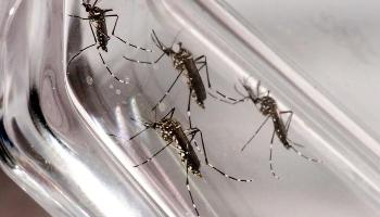 Dengue faz mais 12 vítimas fatais na última semana Dengue faz mais 12 vítimas fatais na última semana