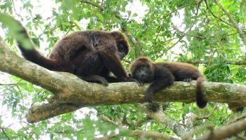 Mais de 130 macacos morrem por febre amarela no Paraná 