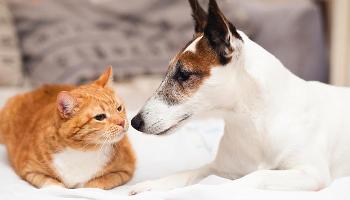 Animais domésticos devem ser devidamente higienizados na quarentena 