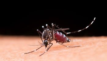 Paraná confirma mais 12 mortes por dengue, uma delas em Sarandi 