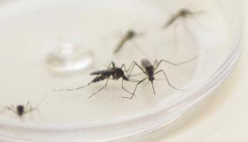 Mortes por dengue no Paraná sobem 34% em uma semana 