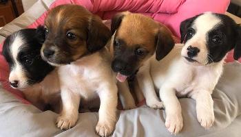 Paraná realizará 'Leilão Pró-animal' com intuito de auxiliar entidades 