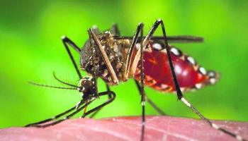 Em uma semana são confirmados mais 10 mil casos de dengue no Paraná Em uma semana são confirmados mais 10 mil casos de dengue no Paraná