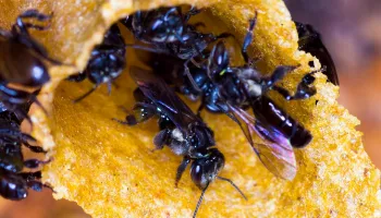 Câmara de Maringá aprova lei que permite criação de abelhas sem ferrão na cidade Câmara de Maringá aprova lei que permite criação de abelhas sem ferrão na cidade
