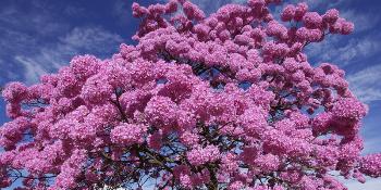 As cores das flores do ipê roxo invadem a cidade no inverno 