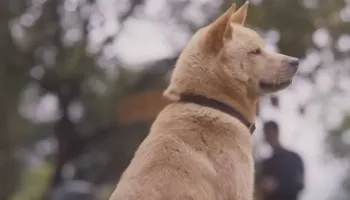 “Hachiko - Para Sempre” e “Hora do Massacre” são as estreias da semana nos cinemas de Maringá 