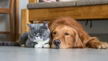 Câmara de Apucarana aprova projeto de lei que autoriza sepultamento de pets no túmulo dos tutores 