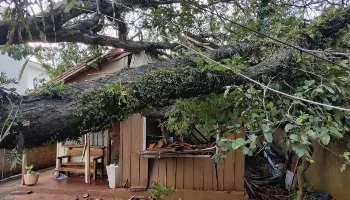 Chuva derruba árvores e causa estragos em Maringá; veja fotos 