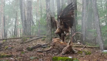 Concurso internacional premia as melhores fotos de aves; confira