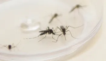 Mais de 1,7 mil casos de dengue foram confirmados no Paraná nas últimas três semanas 