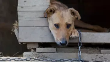 Manter animais acorrentados em Maringá agora é crime; multas podem chegar a R$ 10 mil 