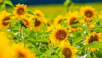 Campo de girassóis de Maringá tem data definida para reabertura 