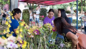 Prefeitura anuncia feira de flores todos os domingos em Maringá 
