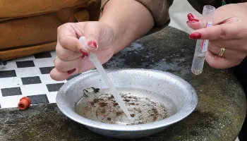 Paraná declara epidemia de dengue após aumento no número de casos 