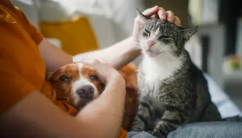 Animais domésticos terão direito a RG com cadastro nacional; entenda 