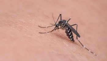 Dengue: mais 327 casos foram confirmados na Regional de Saúde de Maringá 