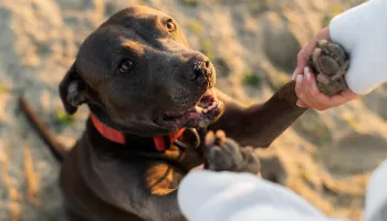 Dengue e pets: especialista esclarece riscos e prevenção para cães e gatos 