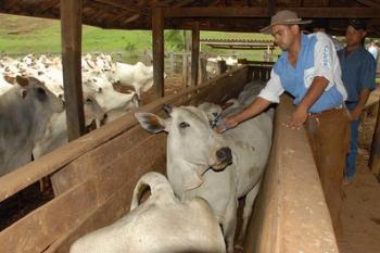 Campanha de vacinação contra febre aftosa começa dia 1º de maio no PR Campanha de vacinação contra febre aftosa começa dia 1º de maio no PR