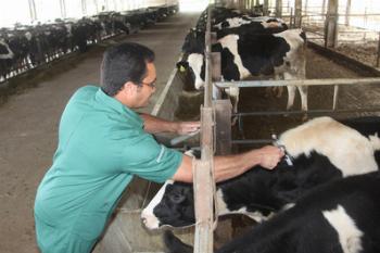 É lançado a campanha estadual de vacinação contra febre aftosa  