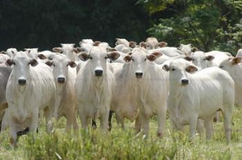 Paraná recebe com preocupação embargo da Rússia à importação de carne brasileira 
