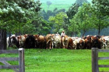 Foco de febre aftosa notificado no Paraguai mobiliza o Paraná Foco de febre aftosa notificado no Paraguai mobiliza o Paraná