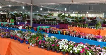 Expoflor 2026 tem início nesta quinta-feira (3) com plantas a partir de R$ 5 