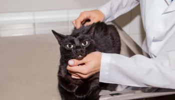 Planos de saúde para animais domésticos chegam a Maringá; saiba mais 