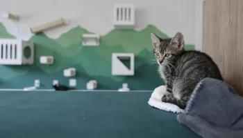 Petit Gatô: primeiro “cat café” de Maringá é inaugurado 