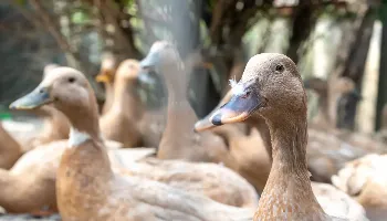 Foie gras é proibido no Brasil por maus-tratos aos animais 