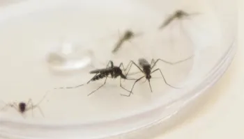 Dengue: boletim semanal da Sesa registra óbitos em Sarandi e Mandaguaçu 