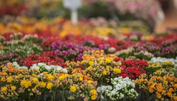 23ª edição da Expoflor tem início nesta quinta-feira (1º) em Maringá 