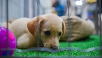 Secretaria de Bem-Estar Animal promove feirinha de adoção de animais em Maringá 