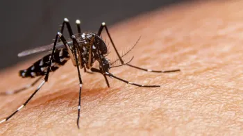 Índice de infestação por dengue em Maringá é de 1,1%, mostra 3º Lira 
