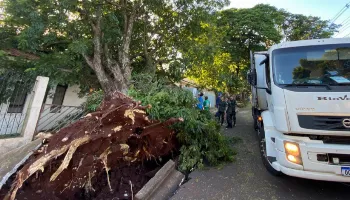 Tempestade derrubou mais de 300 árvores e 72 postes foram danificados em Maringá 