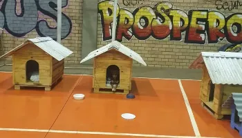Detentos do Paraná constroem casinhas de cachorro para animais afetados no Rio Grande do Sul 