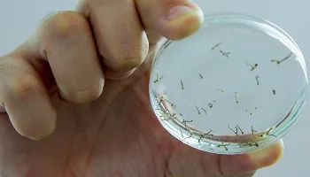 Morangueira, Pinheiros e Requião-Guaiapó lideram índice de infestação por mosquito da dengue 