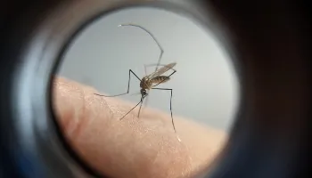 Regional de Saúde de Maringá tem o maior número de óbitos causados pela dengue no Paraná