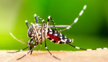 Boletim da dengue confirma mais três óbitos na 15ª Regional de Saúde de Maringá