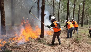 Voluntários podem se inscrever para curso de brigadista florestal 