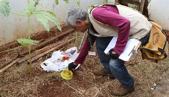 Pesquisa aponta que índice de infestação do mosquito da dengue em Maringá é de 1% 