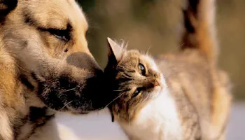 Além dos “Vira-Latas”: confira as raças de cães favoritos dos brasileiros 