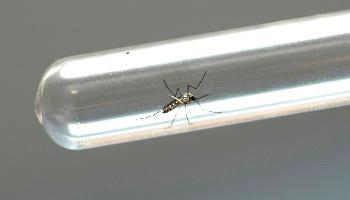 Ações de enfrentamento da dengue são intensificadas no Paraná 