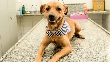 Pacientes dos Centros de Atenção Psicossocial de Maringá confeccionam acessórios para pets 