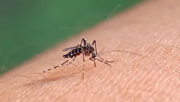 Sesa confirma mais 301 novos casos de dengue no Paraná 